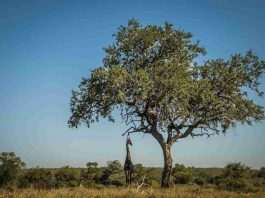 A majestic giraffe standing beside a tree in Kruger Park, showcasing wildlife and nature., Severe Weather