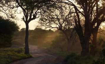 african bush, nature, sunset, landscape, dirt road, trees, south africa, safari, brown road, bush