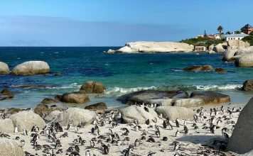 flock of black and white penguins on white sand beach during daytime, Tintswalo Collection